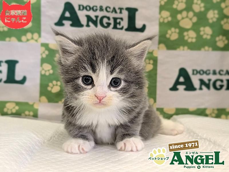 ミックス 猫（Mix）