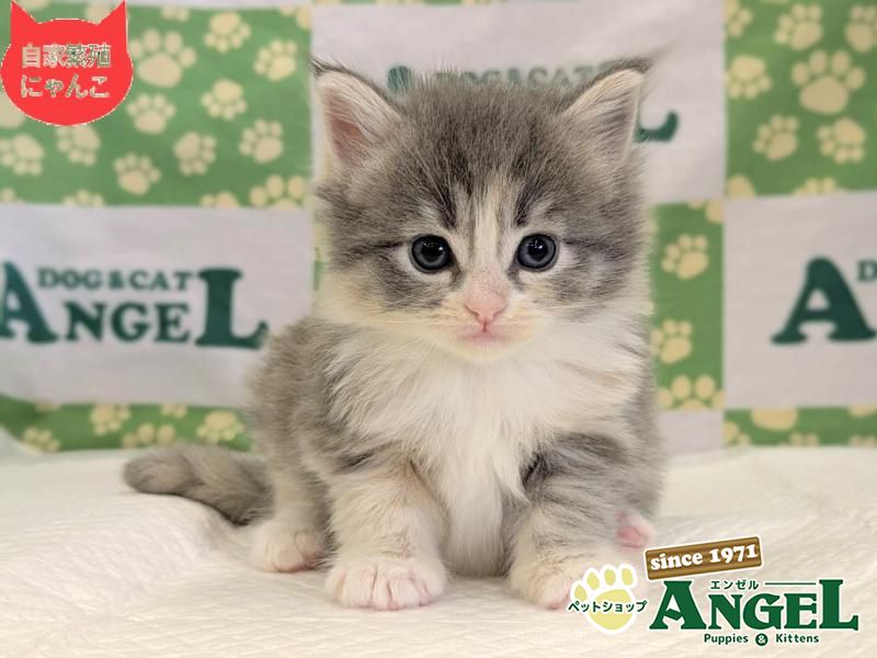 ミックス 猫（Mix）