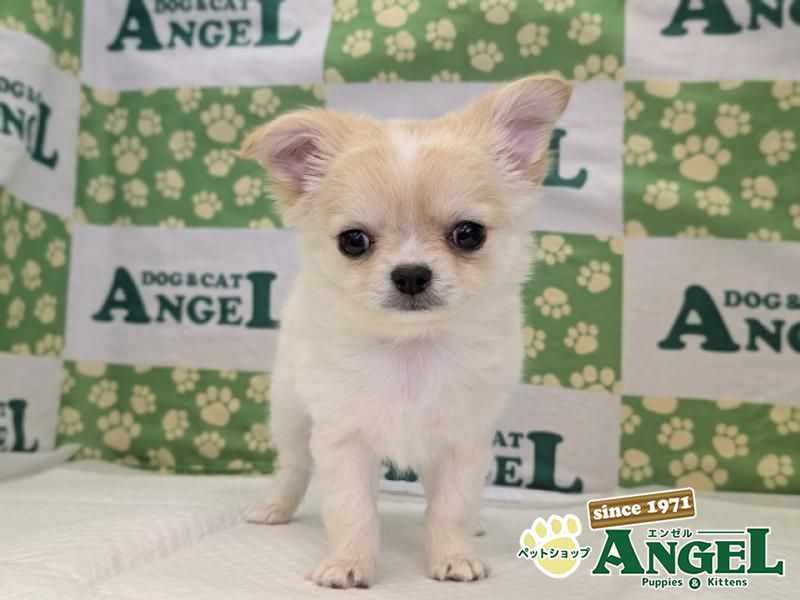 チワワ・ロング