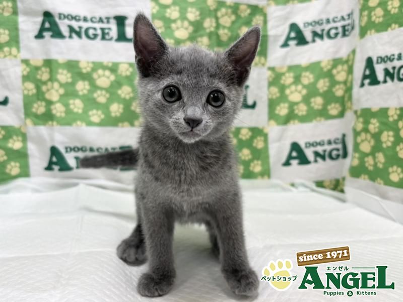 ロシアンブルー