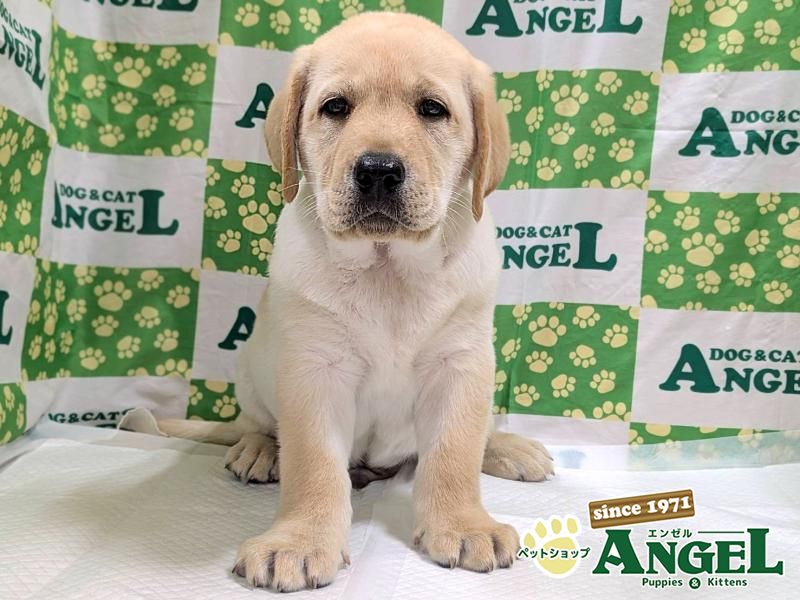 ラブラドールレトリバー