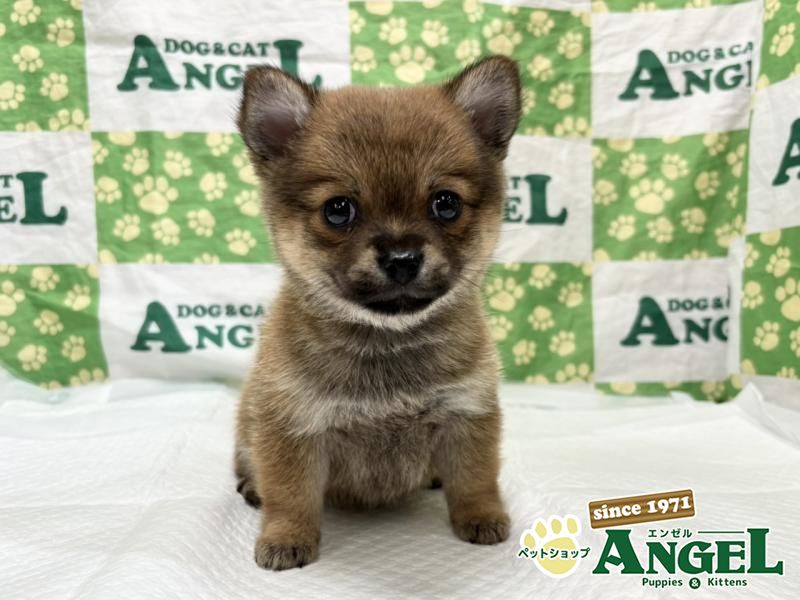 ミックス 犬（Mix）