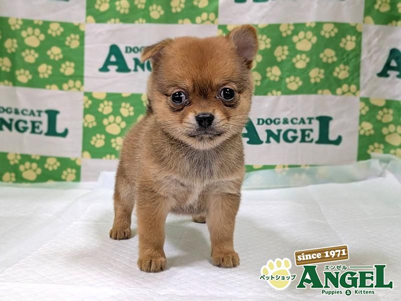 ミックス 犬（Mix）