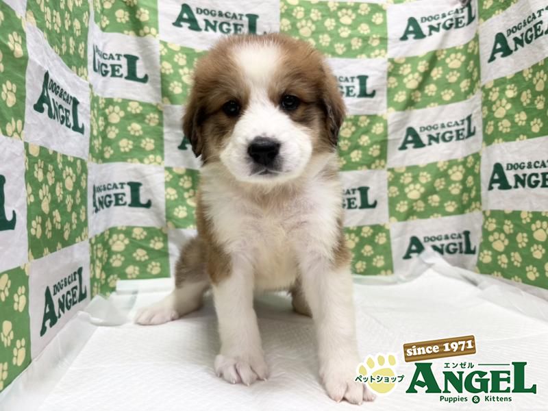 ミックス 犬（Mix）