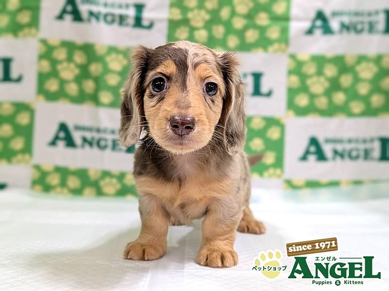 カニンヘンダックス