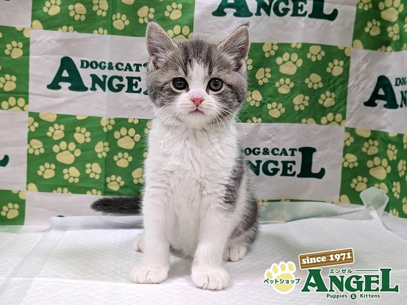 スコティッシュフォールド