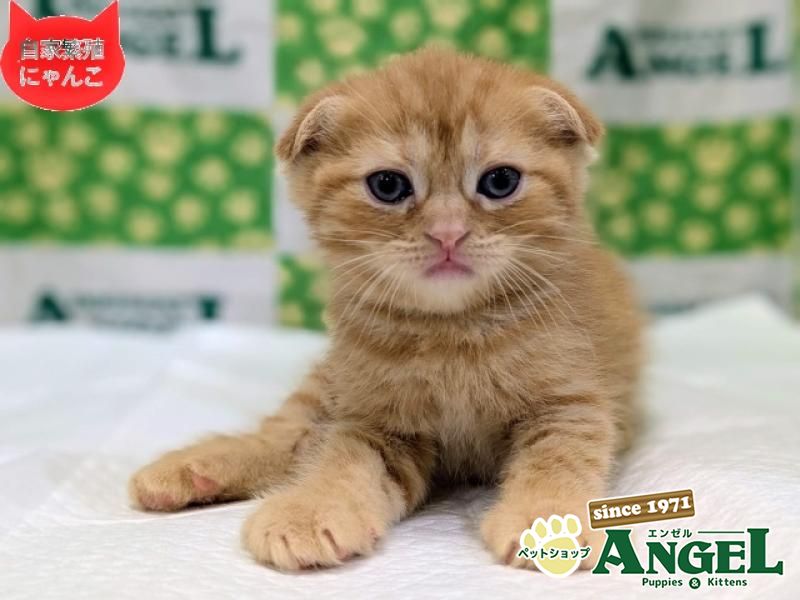 スコティッシュフォールド