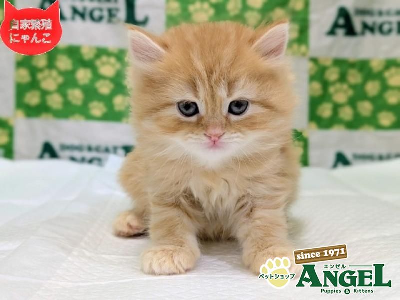 スコティッシュフォールド