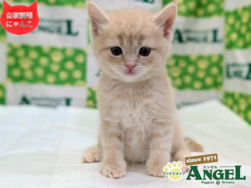 スコティッシュフォールド