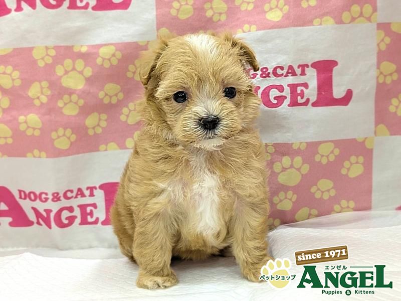 ミックス 犬（マルプー）