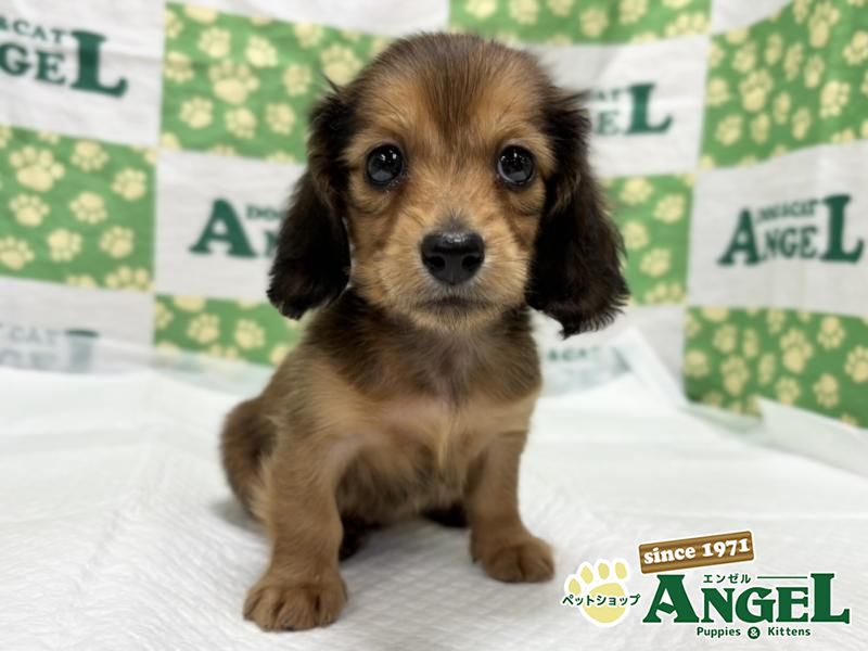 ミニチュアダックス