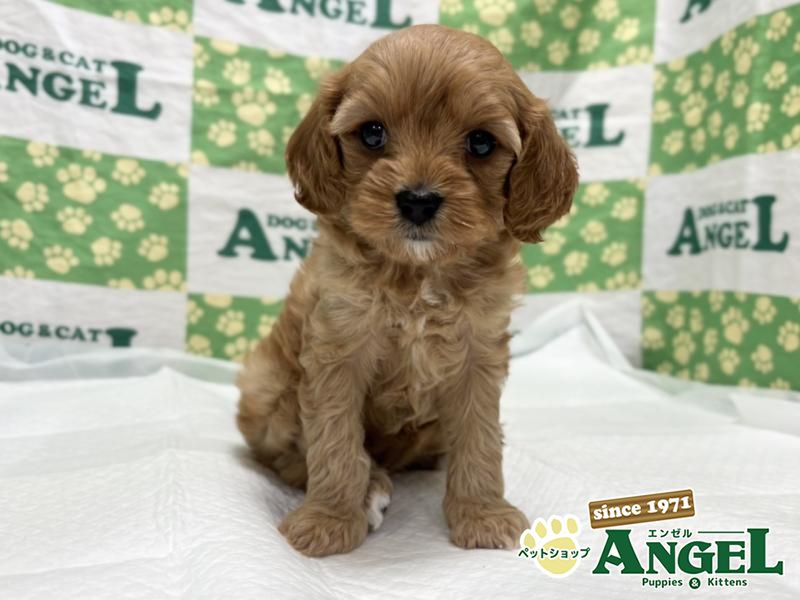 ミックス 犬（Mix）