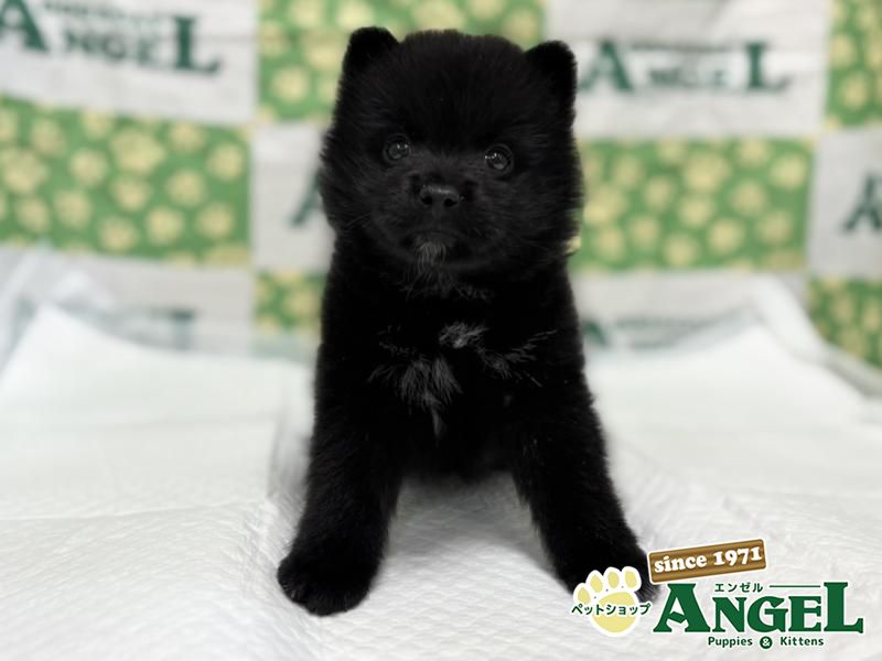 ミックス 犬（Mix）