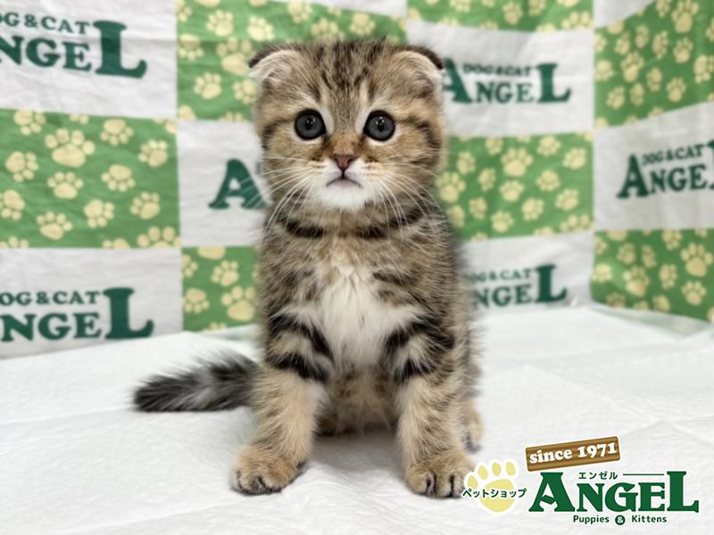 スコティッシュフォールド