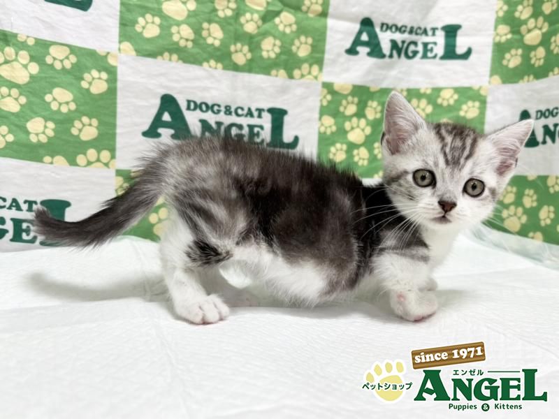 いぬ購入12000 秋田犬マサル(特大) | ハチふる SHIBUYA meets AKITA