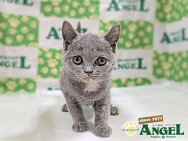 ブリティシュショートヘアー