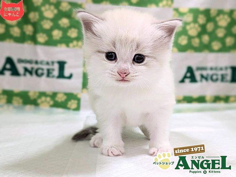 ネヴァマスカレード