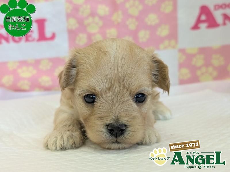 ミックス 犬（マルプー）