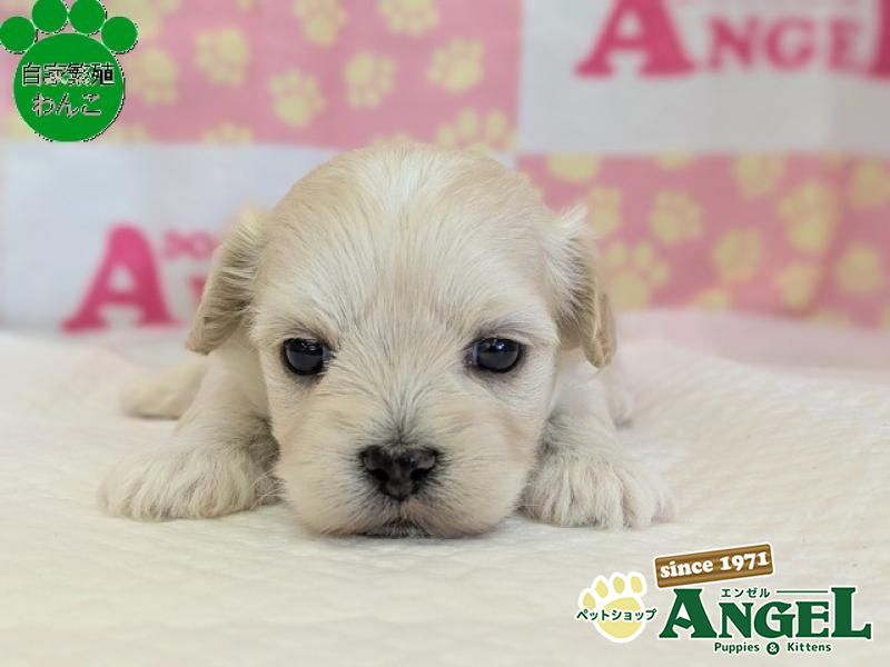 ミックス 犬（マルプー）