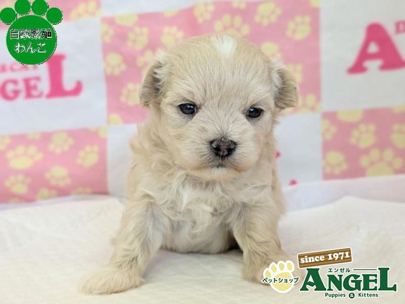 ミックス 犬（マルプー）