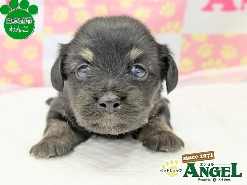 ミックス 犬（チワックス）