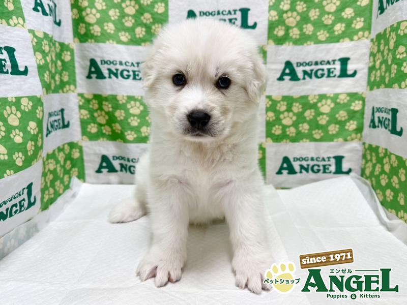 ミックス 犬（Mix）