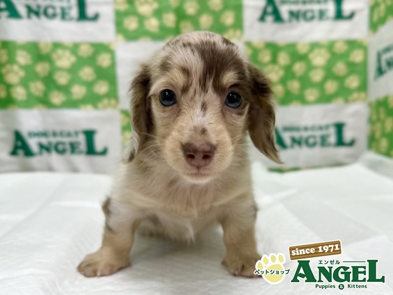 ミニチュアダックス