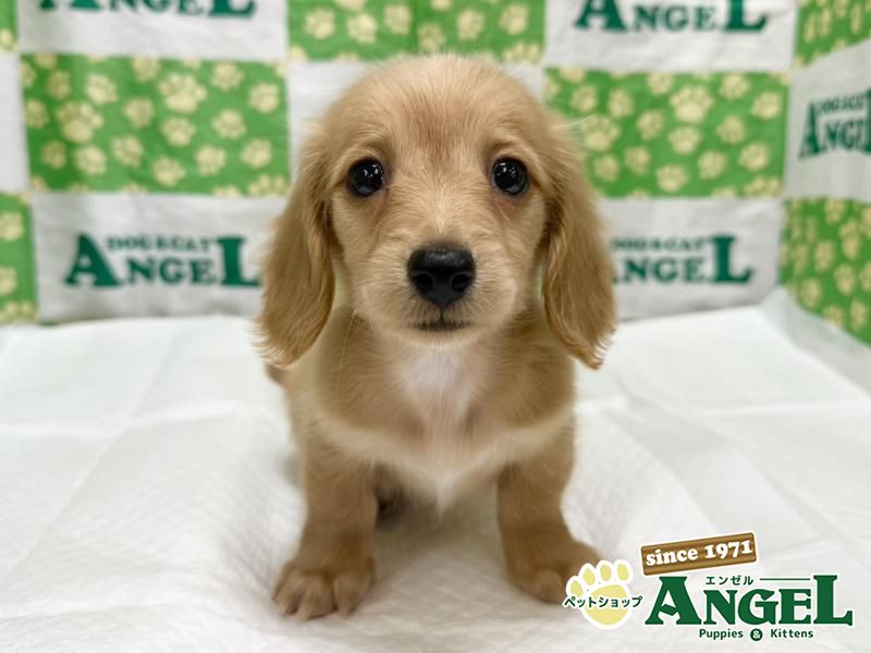 ミニチュアダックス