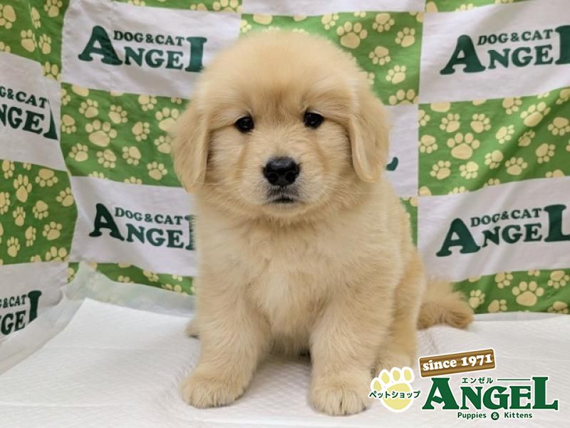 ゴールデンレトリバー