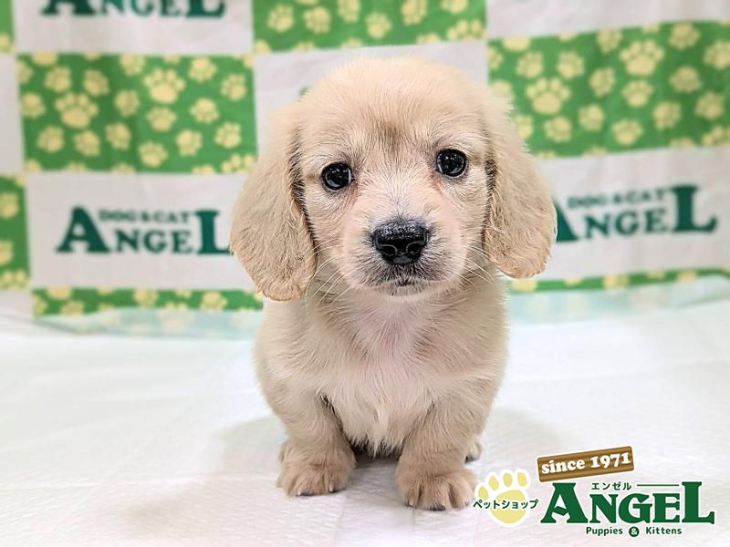 ミニチュアダックス