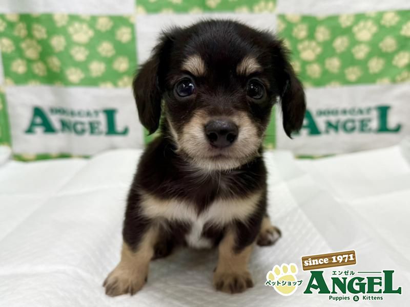 ミックス 犬（チワックス）