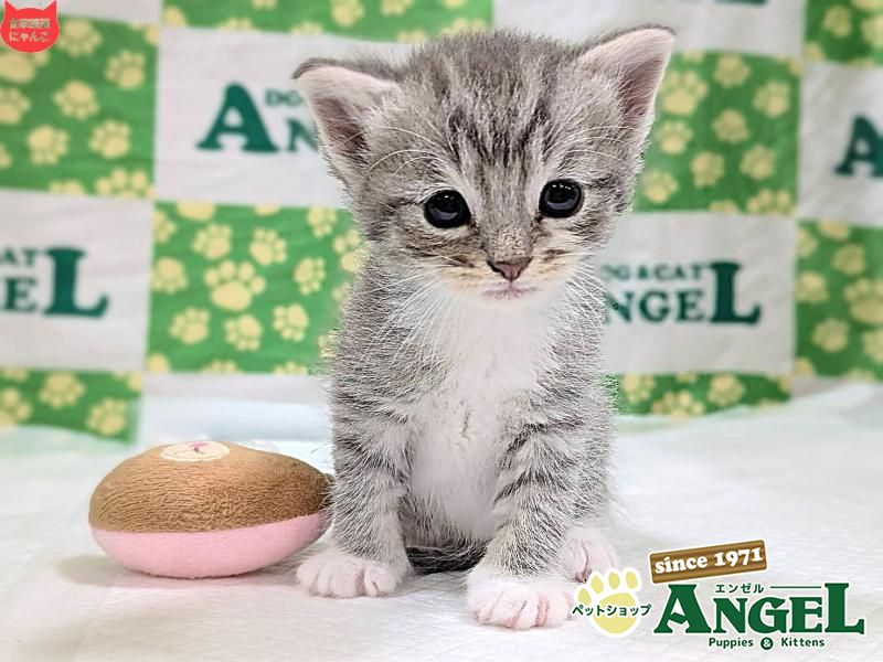 スコティッシュフォールド