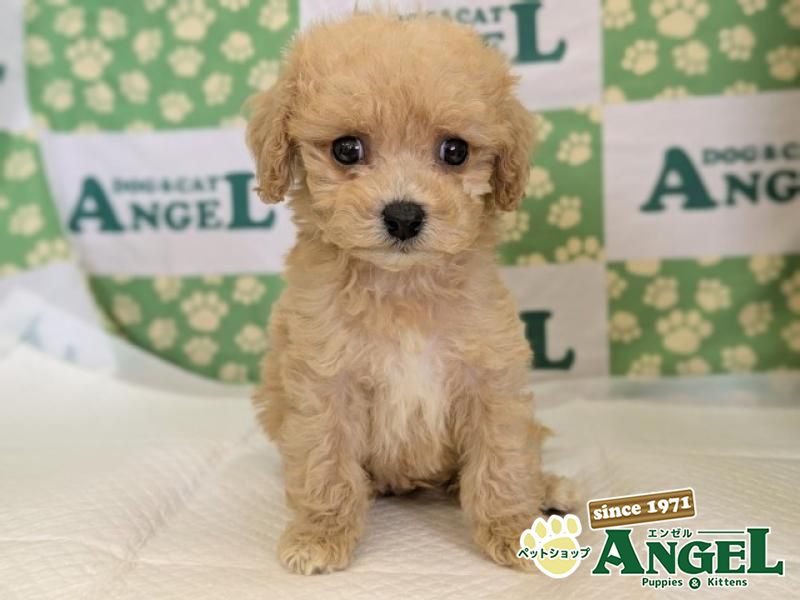 ミックス 犬（Mix）