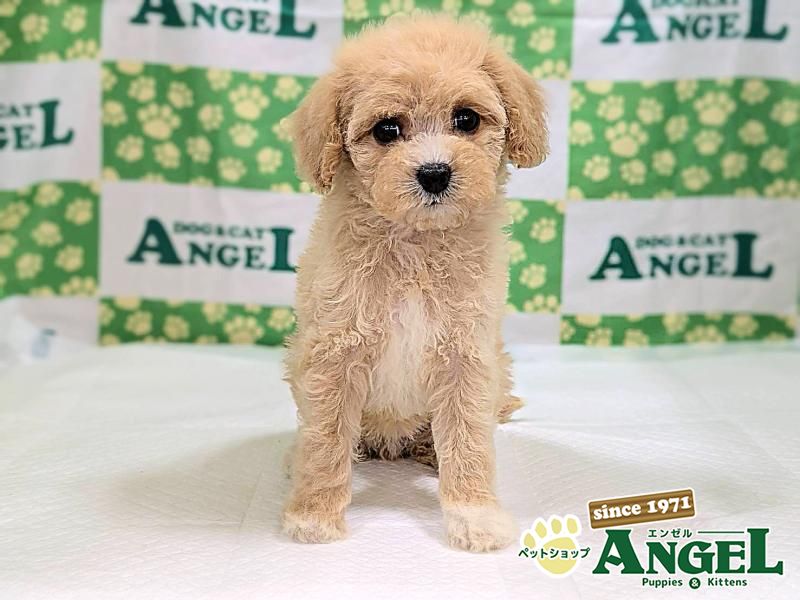 ミックス 犬（Mix）