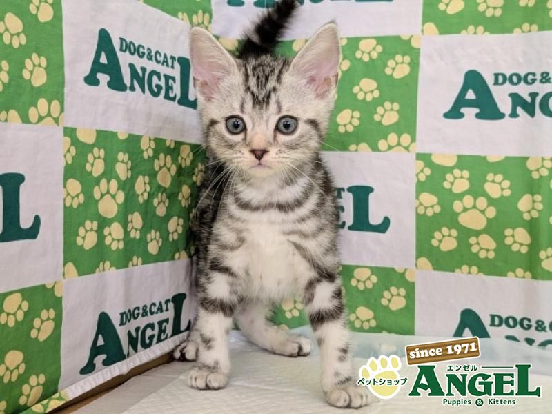 アメリカンショートヘアー