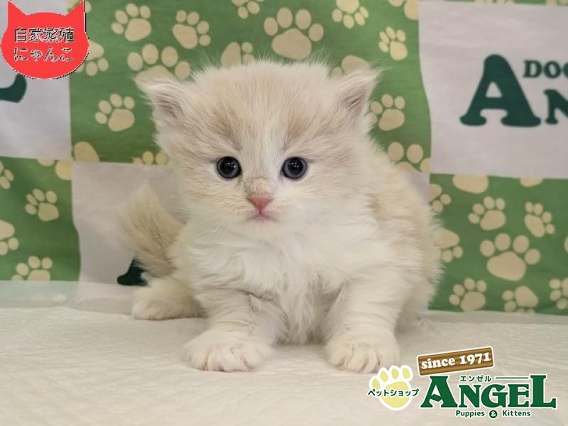 スコティッシュフォールド