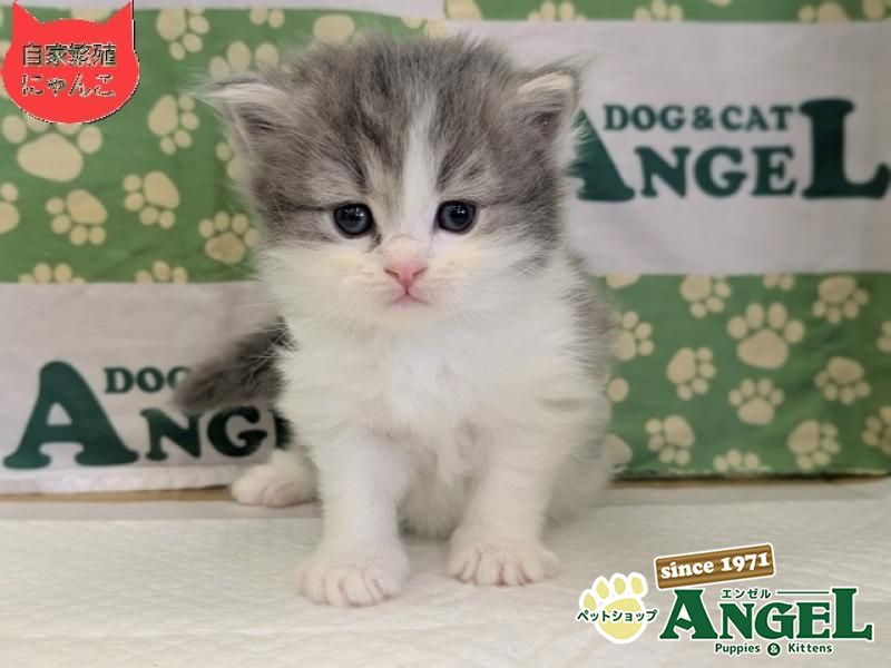 スコティッシュフォールド