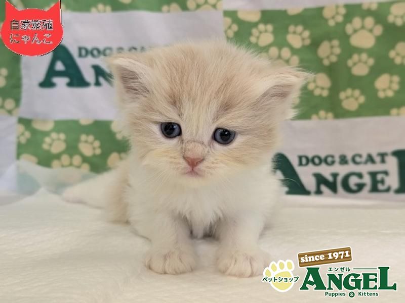 スコティッシュフォールド