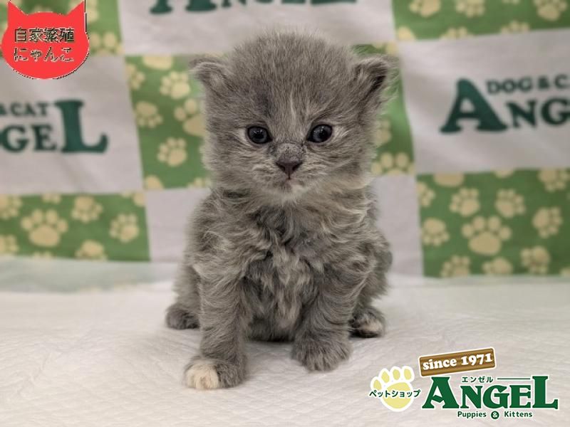 スコティッシュフォールド