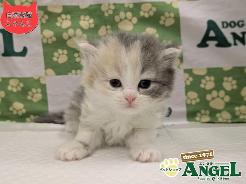 スコティッシュフォールド