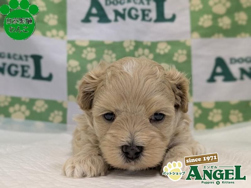 ミックス 犬（マルプー）