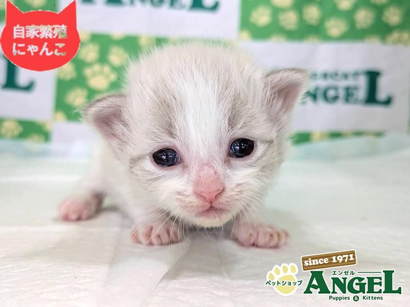 ミックス 猫（Mix）