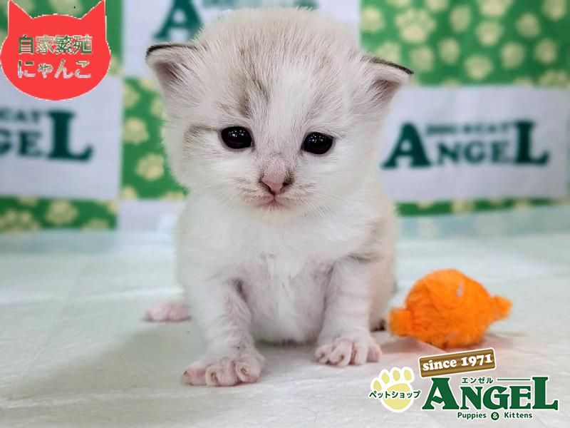 ミックス 猫（Mix）