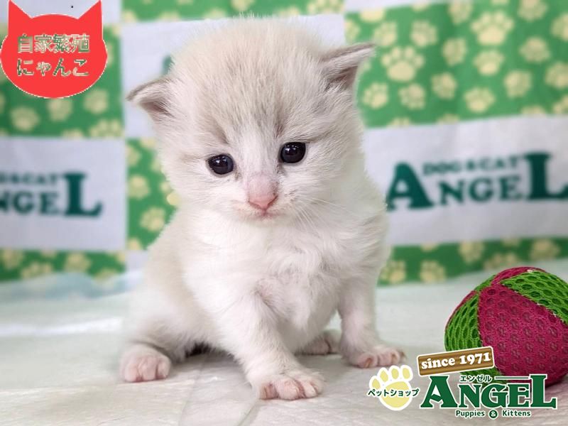 ミックス 猫（Mix）