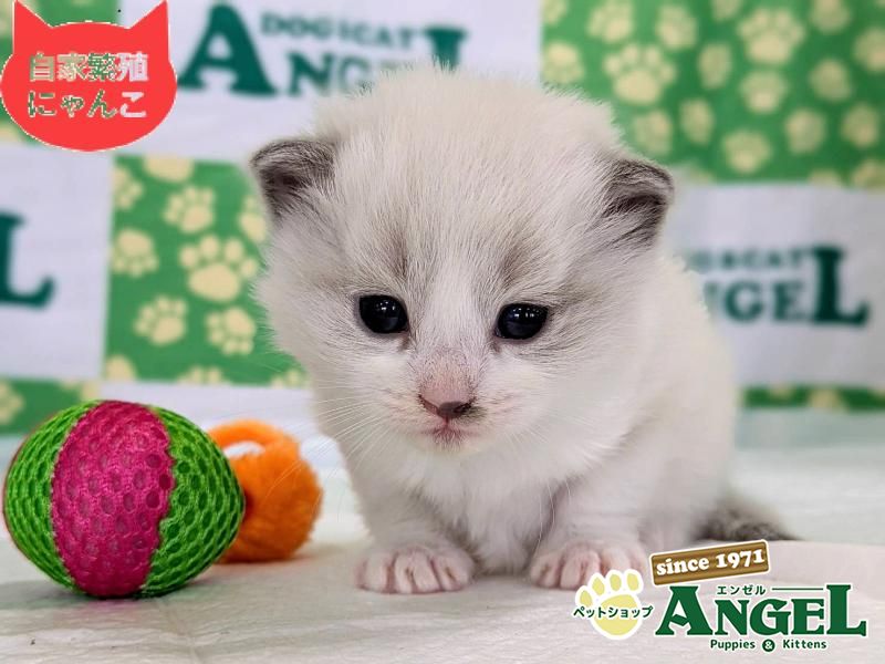 ミックス 猫（Mix）