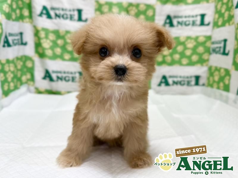 ミックス 犬（Mix）