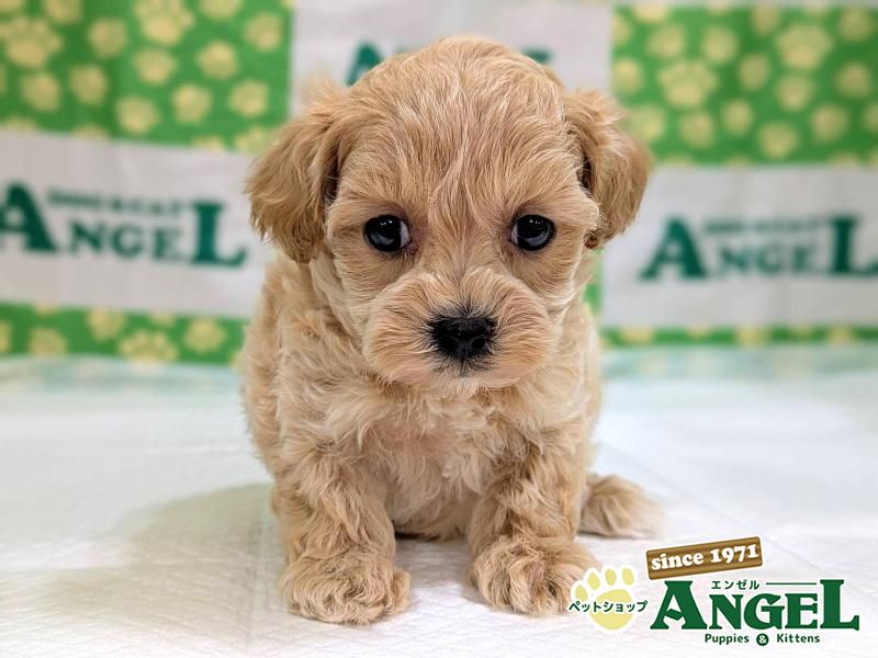 ミックス 犬（マルプー）