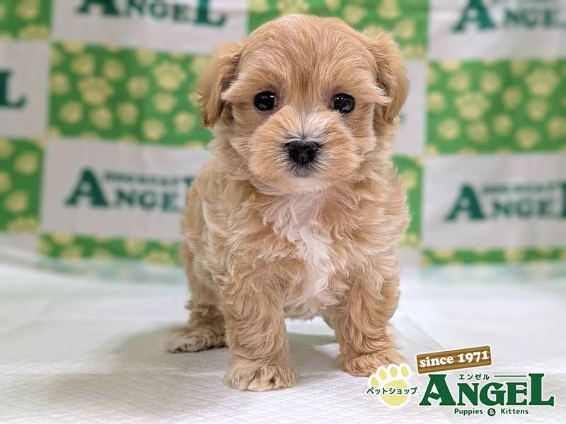 ミックス 犬（マルプー）