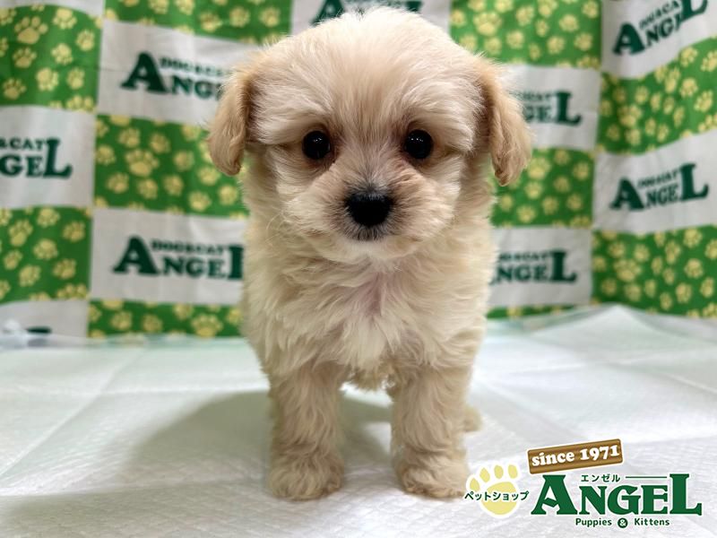 ミックス 犬（Mix）