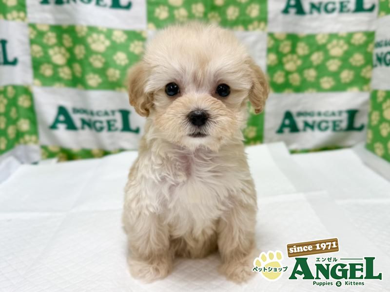 ミックス 犬（マルプー）